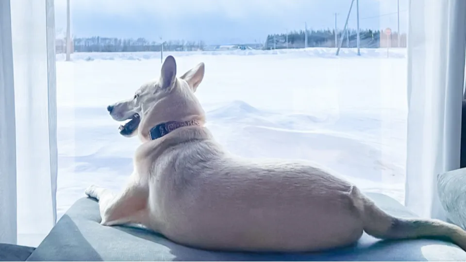 犬の尻尾が上がった。更別村での暮らし、1年目