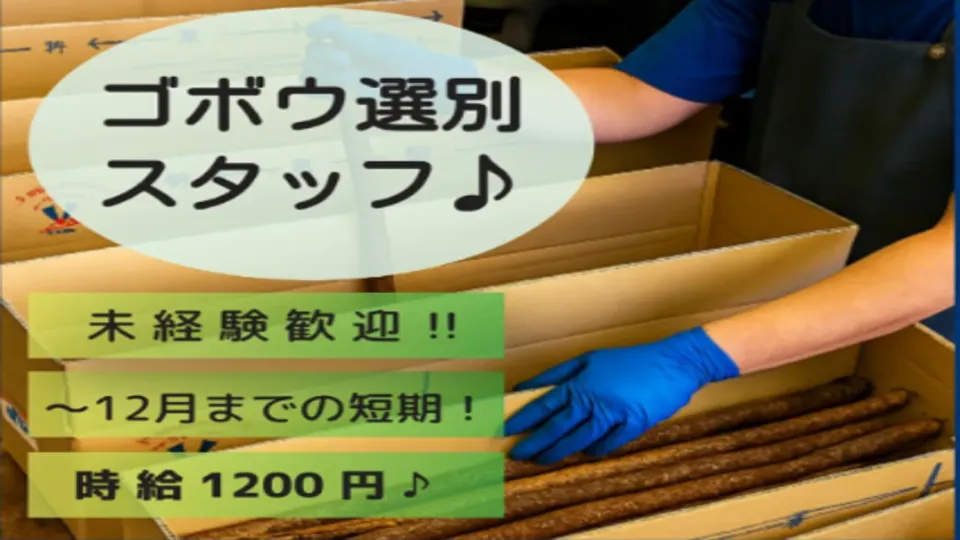 ゴボウの選別スタッフ♪(短期~12月まで★)