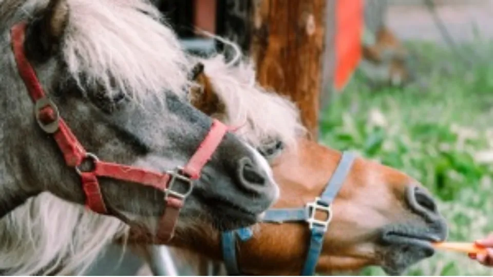 動物のお世話をしてくれるスタッフを募集します♪