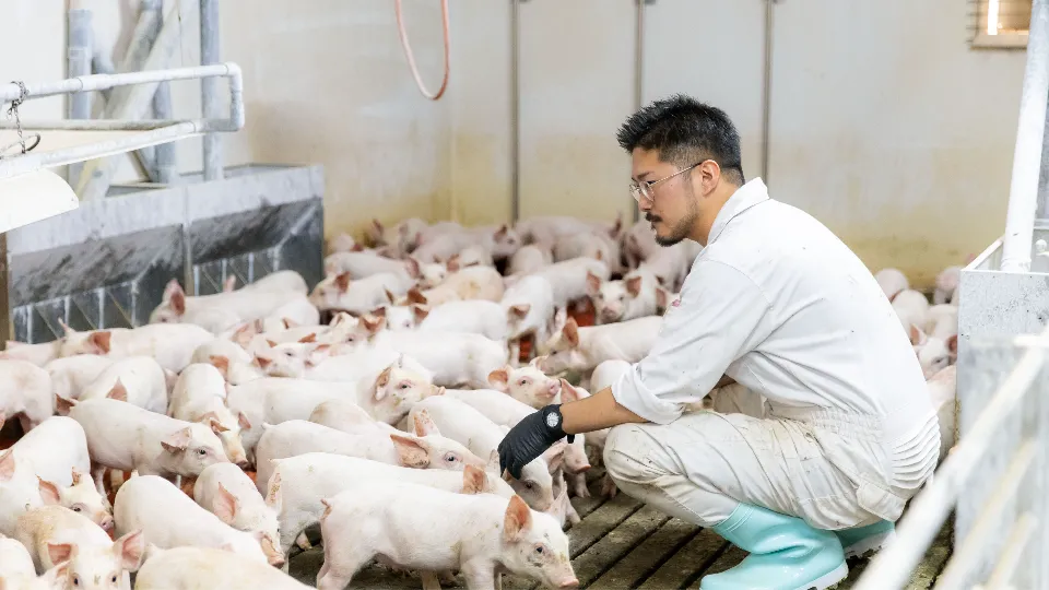 “人”も“豚”も大切にする職場｜養豚飼育員として新しい一歩を！