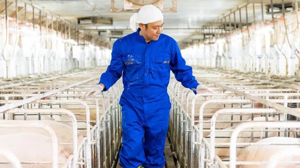 “人”も“豚”も大切にする職場｜養豚飼育員として新しい一歩を！