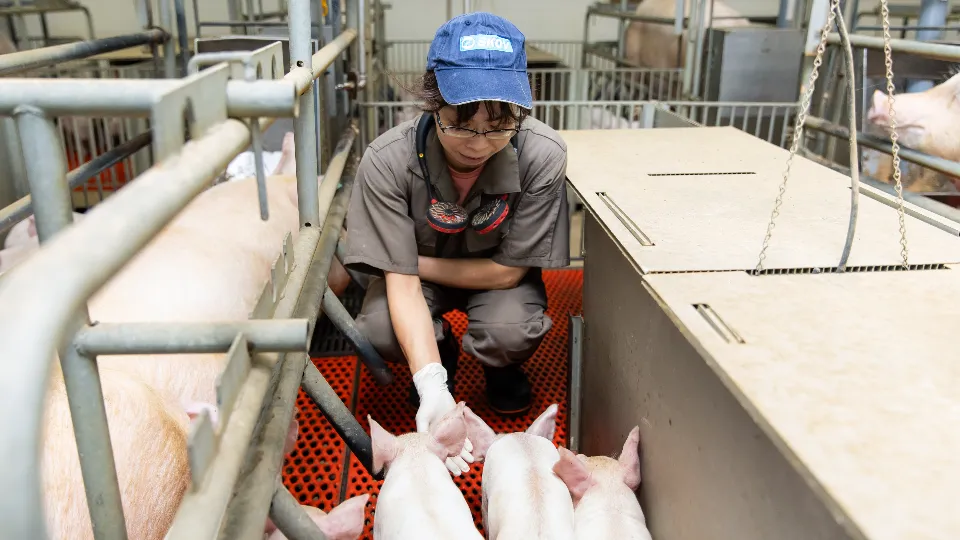 “人”も“豚”も大切にする職場｜養豚飼育員として新しい一歩を！