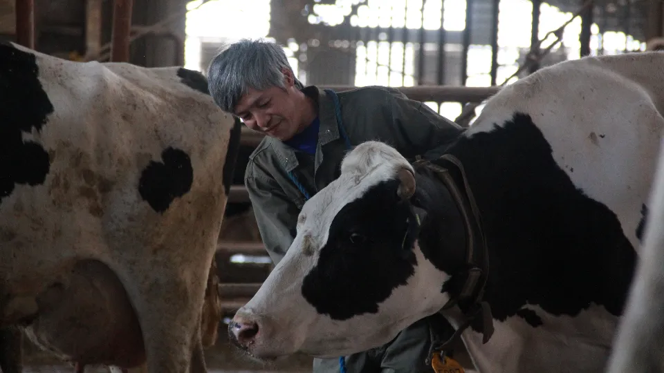 十勝・新得町のギガファームで働く牧場スタッフ募集【年間休日108日／個室寮あり】